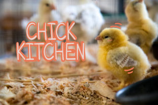 Chick Kitchen: A Friendly Script Handwritten Font for Small Business Branding